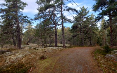 Kuvassa kuntorata ja sen varrella kasvavia vanhoja kilpikaarnaisia mäntyjä