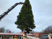 Iso kuusi ilmassa nosturin otteen varassa.
