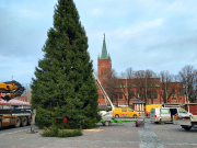 Iso kuusi pystyssä torilla, taustalla Uusi kirkko.