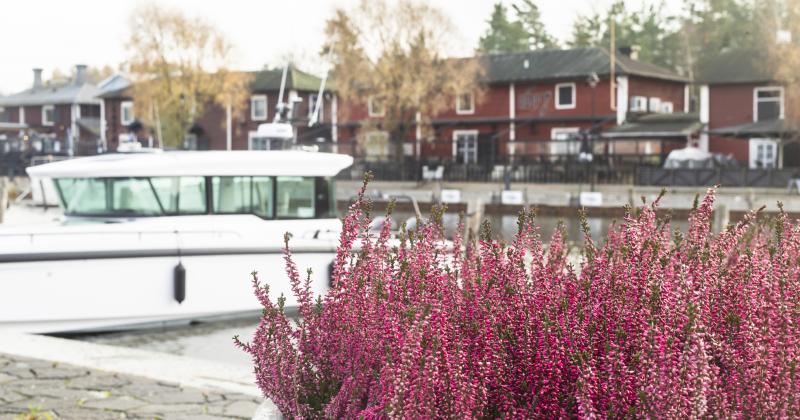 Kanervat Kaupunginlahden rannalla. Taustalla näkyy vene ja rannan rakennuksia.