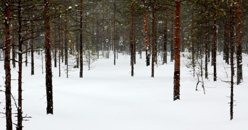 Luminen mäntymetsä.