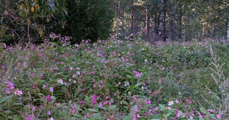 Kuvassa laaja jättipalsamiesiintymä