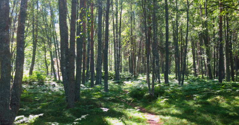 Kesäinen metsä, jossa vihreitä puita ja sammalmaata.